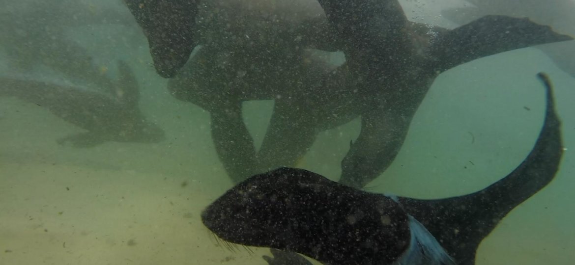 Seal with plastic around his neck in Plettenberg Bay