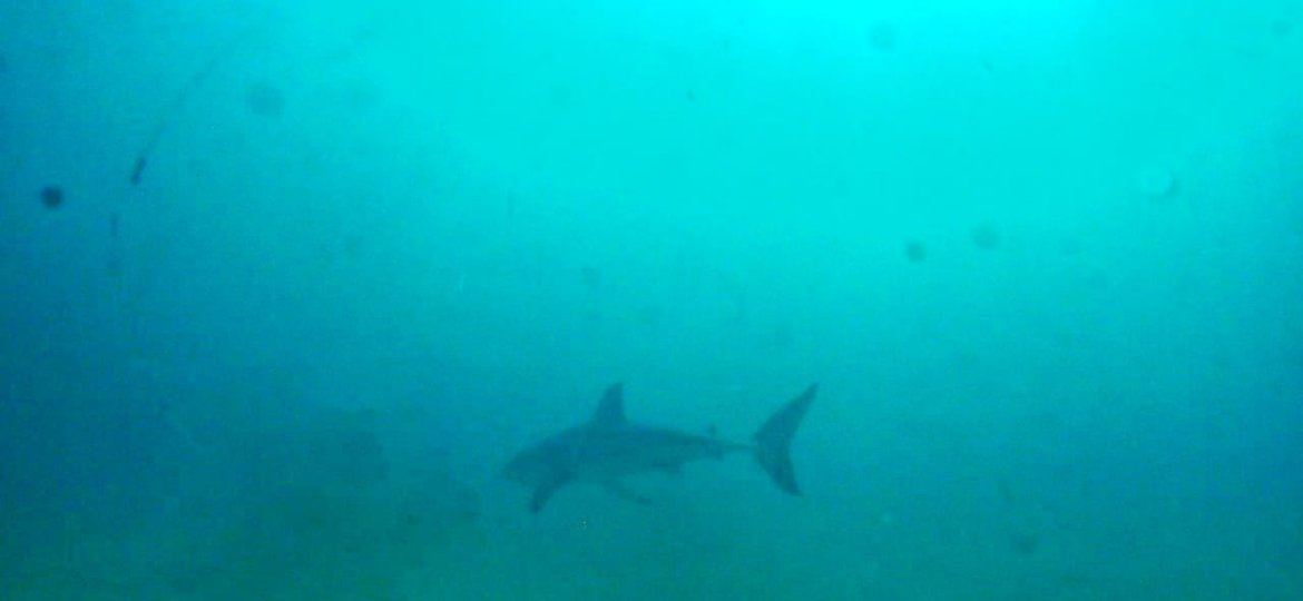 Dived with a Great White shark in Plettenberg Bay .