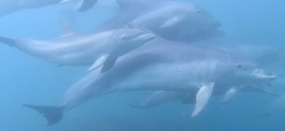 Dolphins seen on a dive in Plettenberg Bay