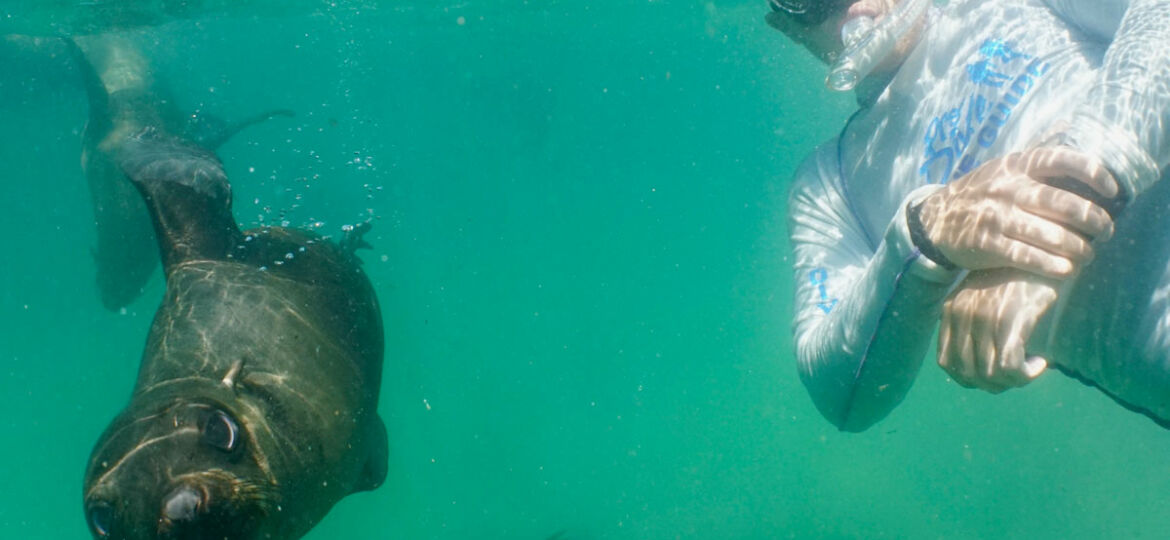 Seal Swims Plett