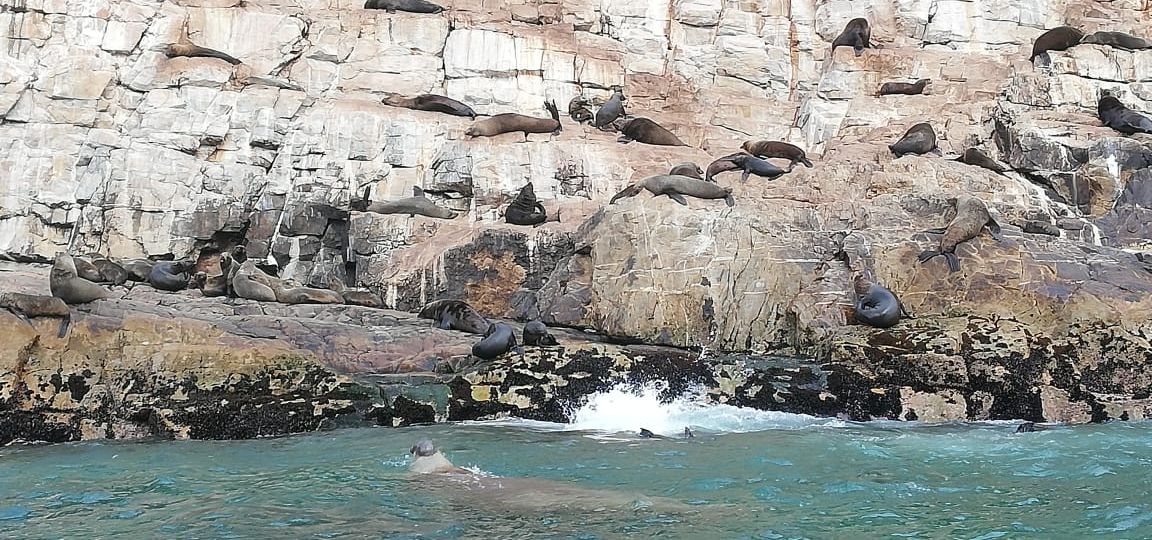 Robberg elephant seal in plettenberg abay