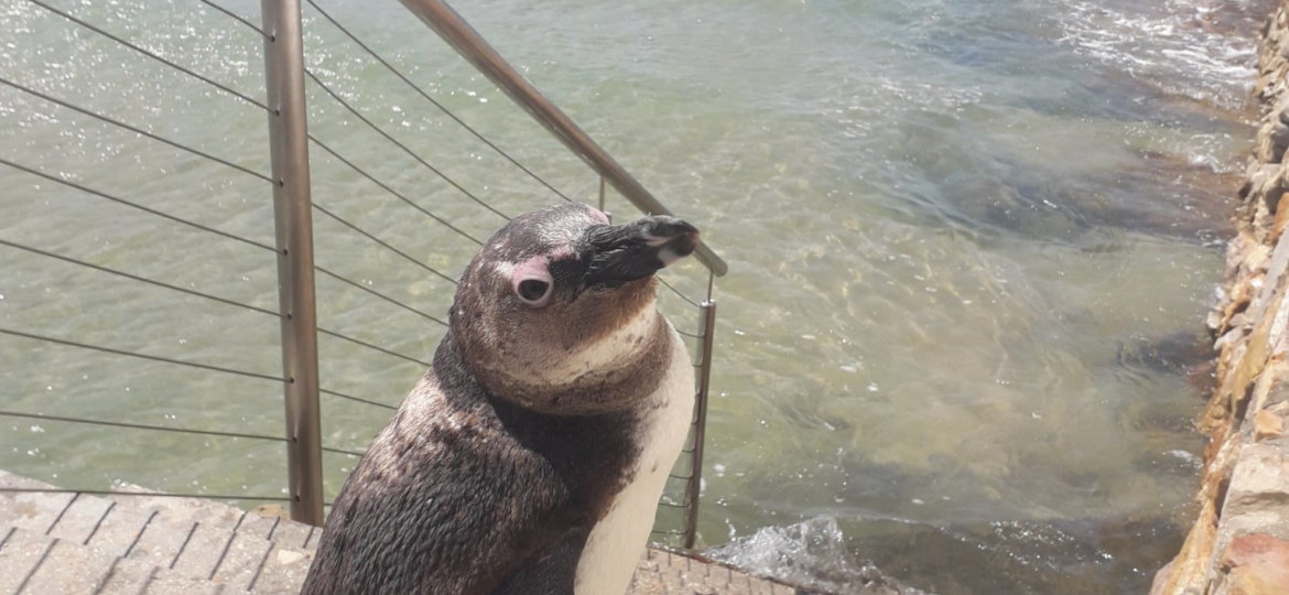 Pro Dive Plettenberg Bay , African penguin