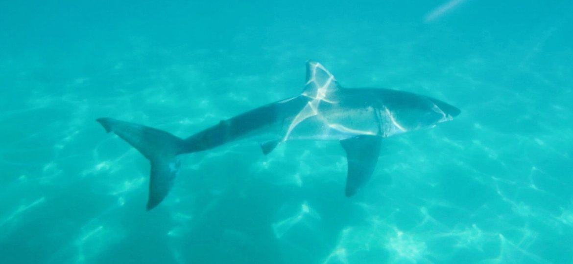 Great White Shark