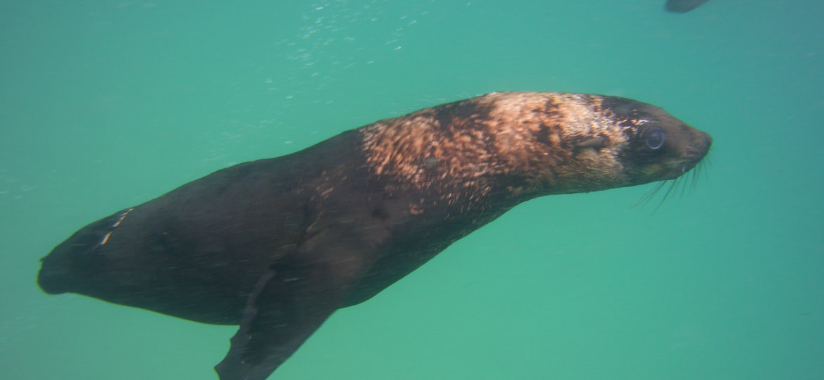 Cape fur seal without a tail at robberg with pro dive plettenberg bay