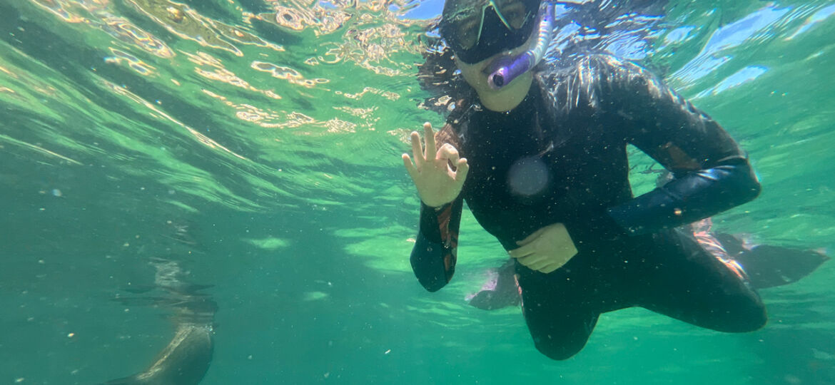 Seal, Snorkeler 2