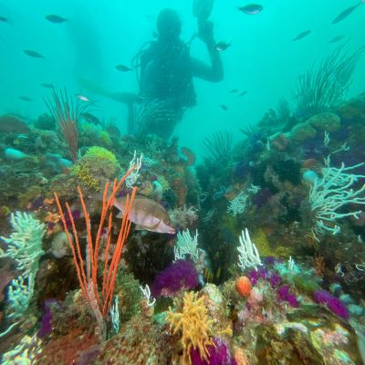 Reef Dive UW 111